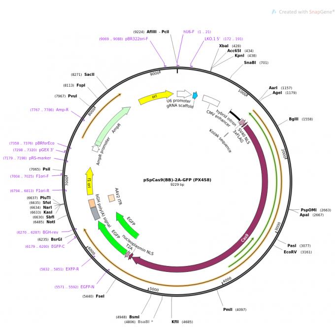 pSpCas9(BB)-2A-GFP (PX458)