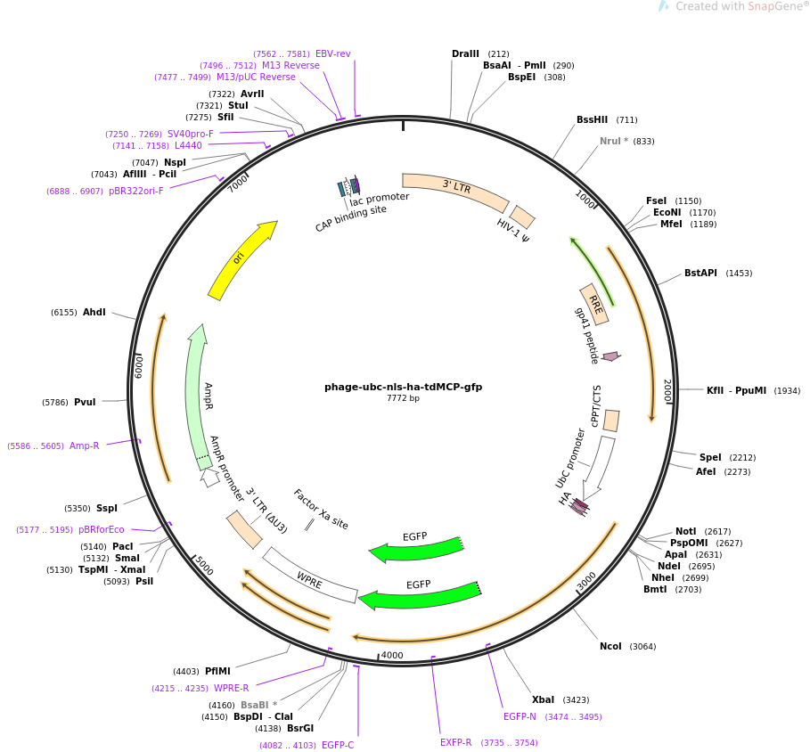 phage-ubc-nls-ha-tdMCP-gfp