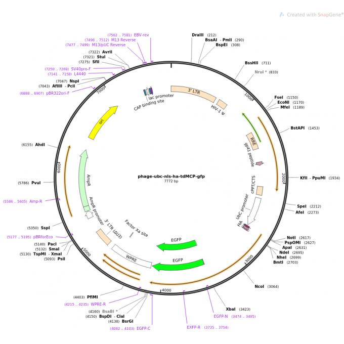 phage-ubc-nls-ha-tdMCP-gfp