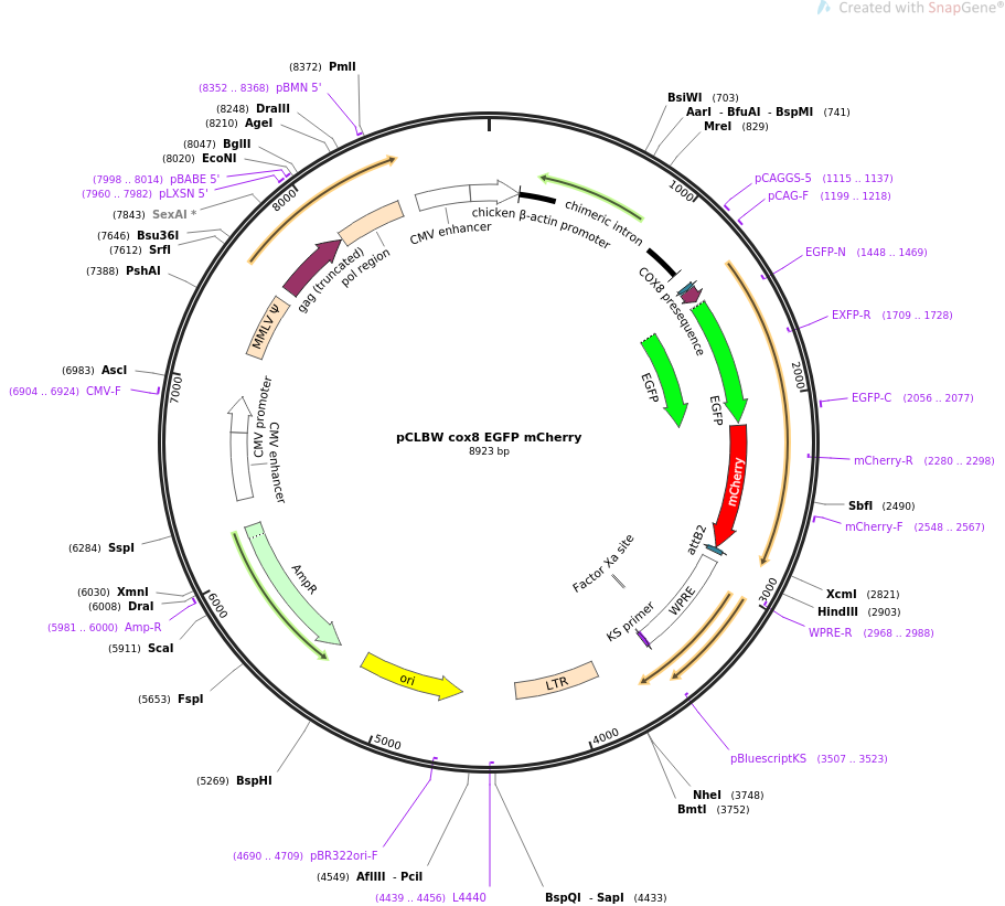 pCLBW cox8 EGFP mCherry