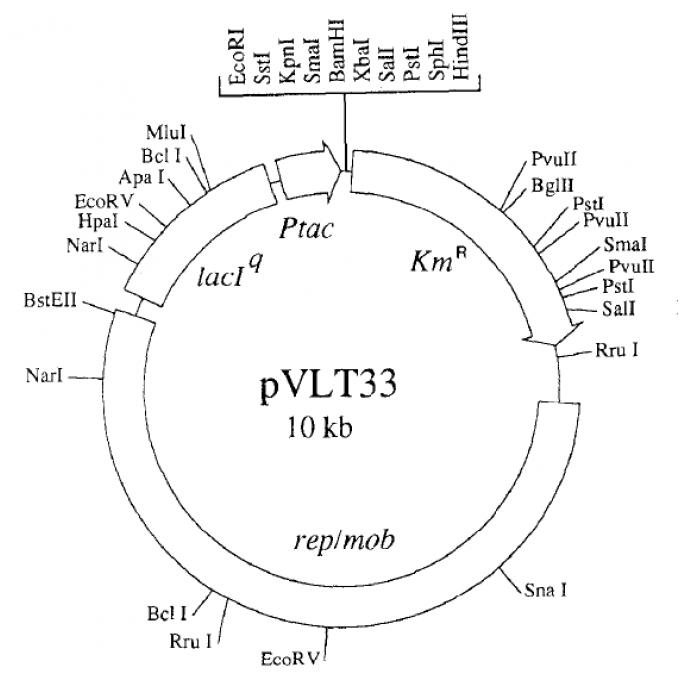 pVLT33