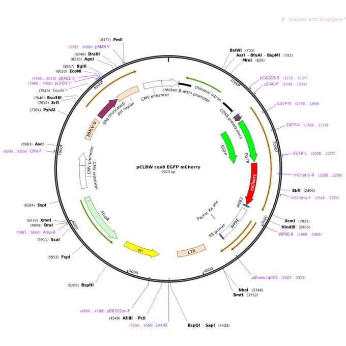 pCLBW cox8 EGFP mCherry