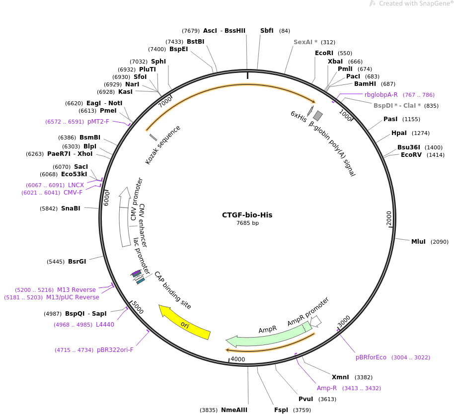 CTGF-bio-His