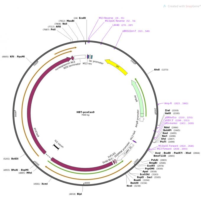 pHBT-pcoCas9-FLAG-NLS