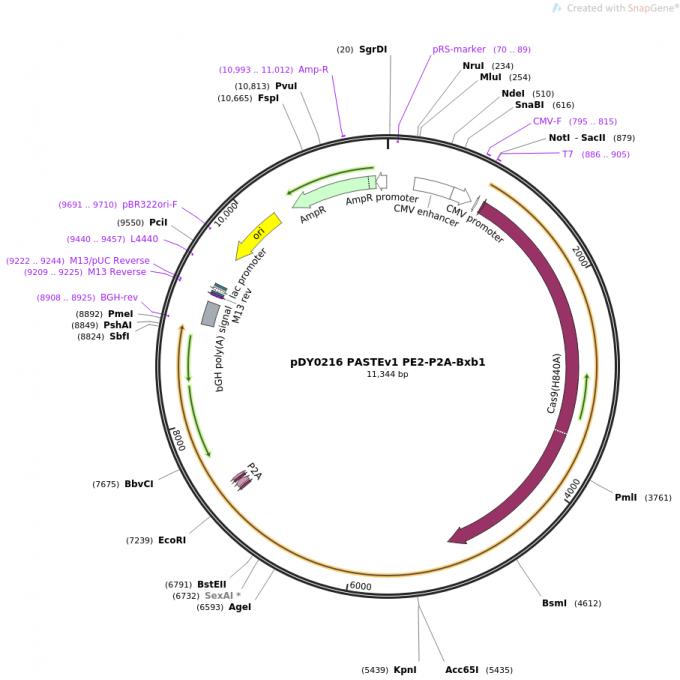 pDY0216 PASTEv1 PE2-P2A-Bxb1