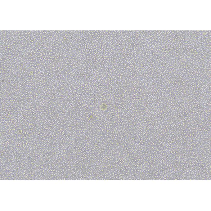 小鼠脾淋巴细胞