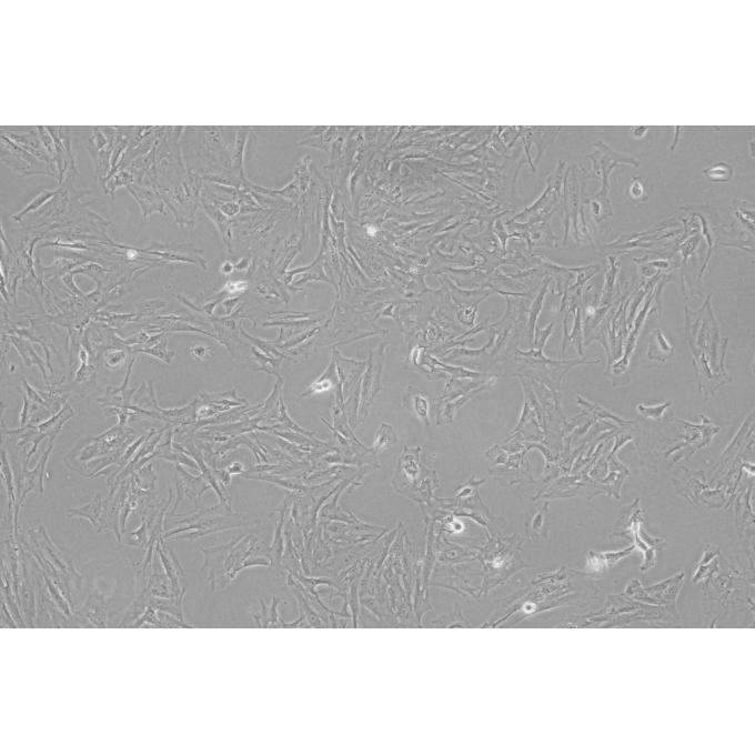 大鼠主动脉平滑肌细胞