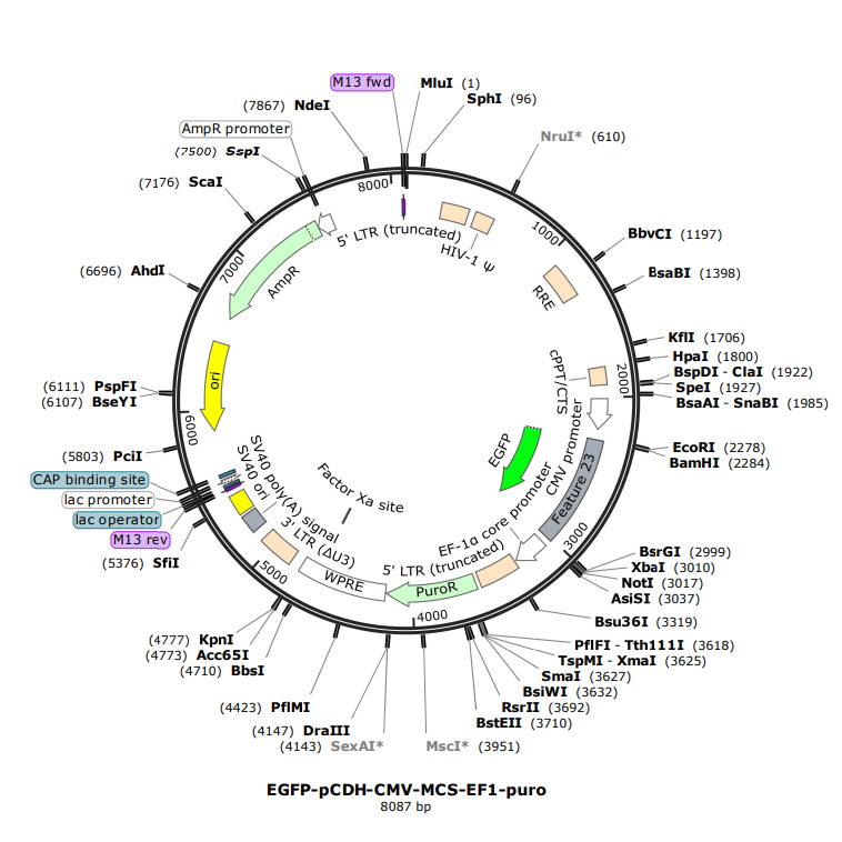 EGFP-pCDH-CMV-MCS-EF1-puro