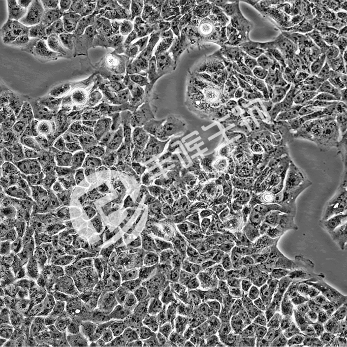 HPDE6-C7人正常胰腺导管上皮细胞