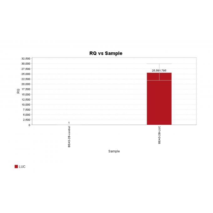 BEAS-2B-LUC