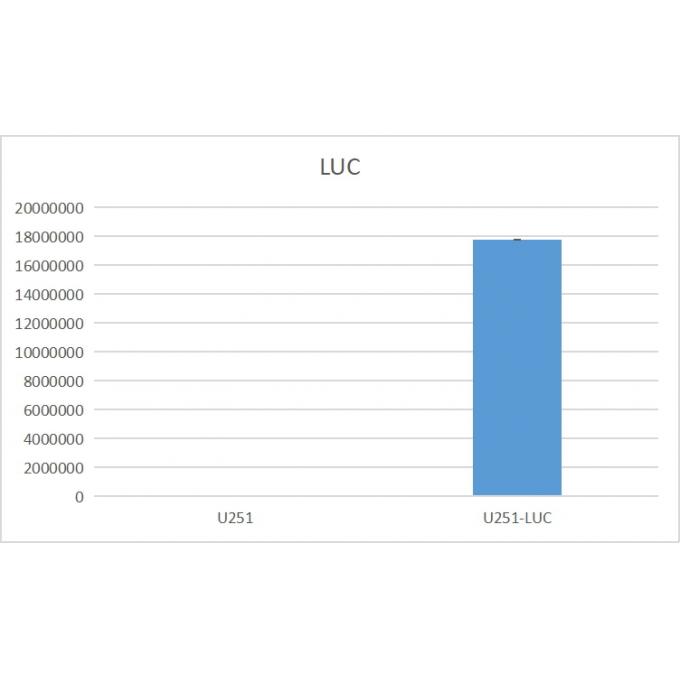 U251-LUC
