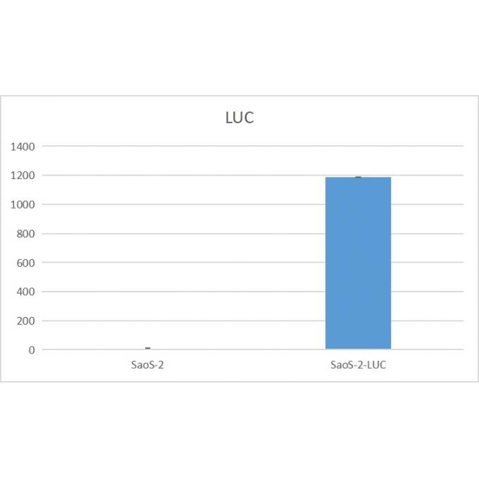 Saos-2-LUC