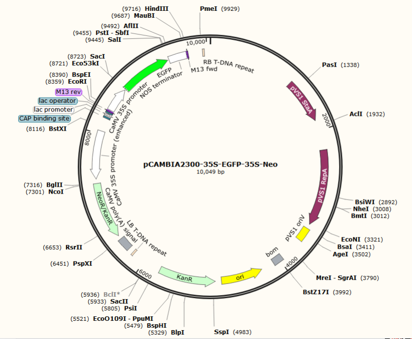 pCAMBIA2300-35S-EGFP-35S-Neo