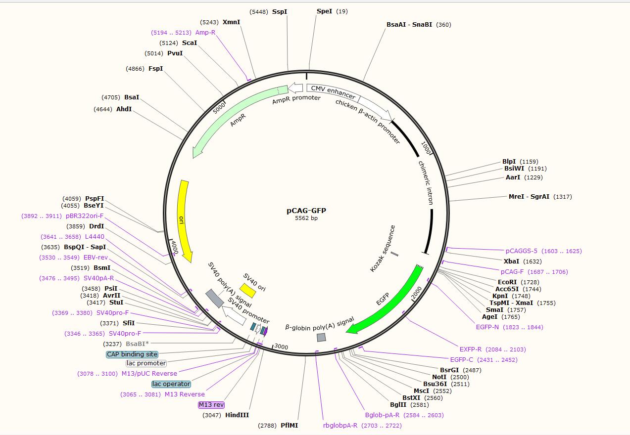 pCAG-GFP
