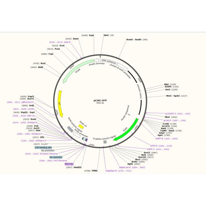 pCAG-GFP