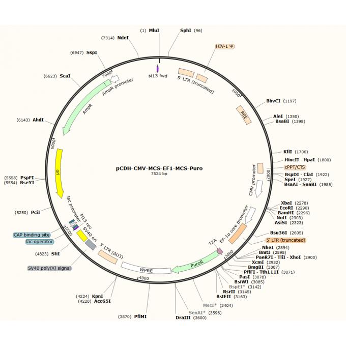 pCDH-CMV-MCS-EF1-MCS-Puro