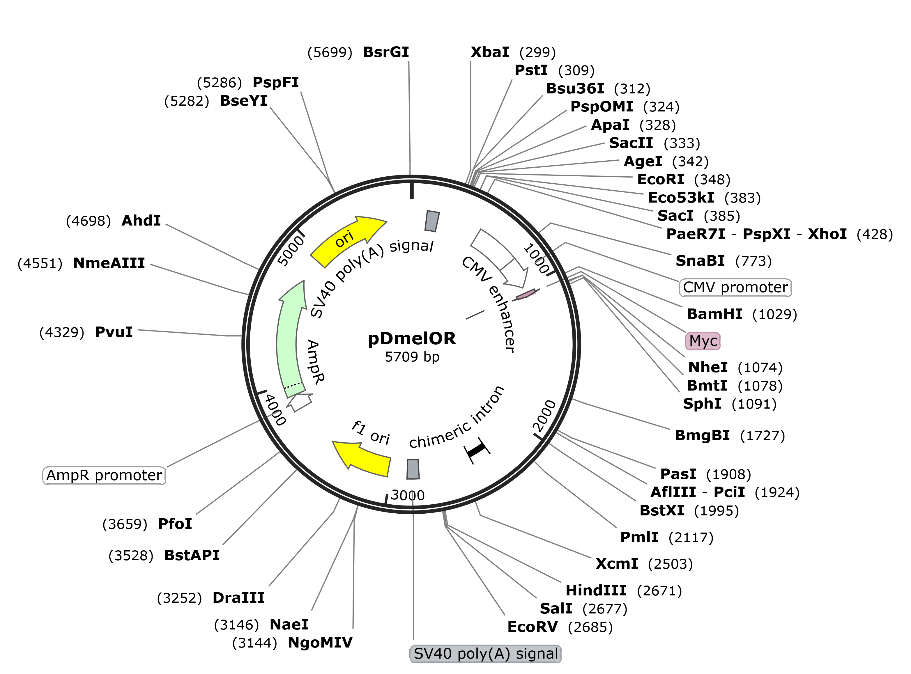 pDmelOR（126476）