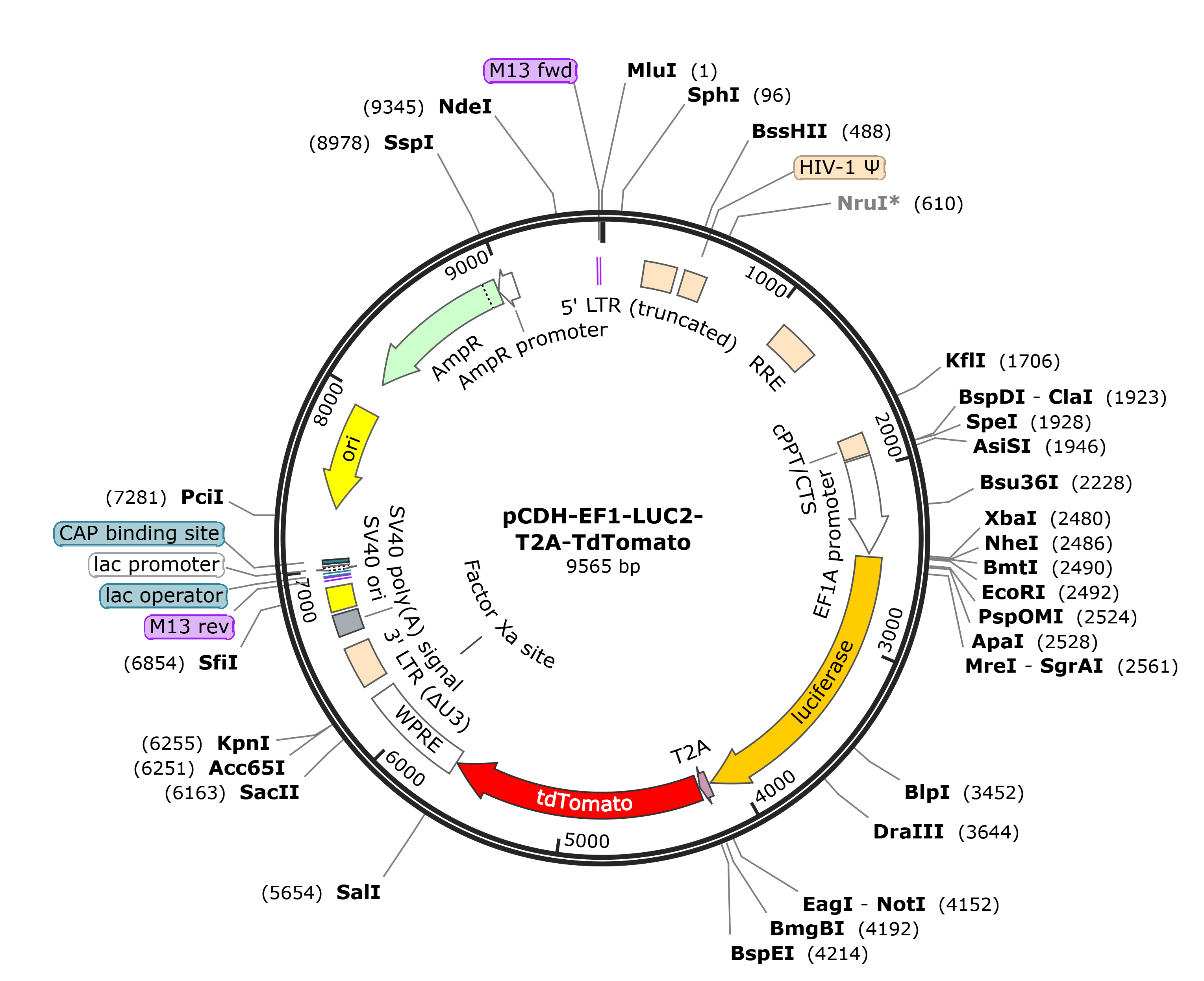 pCDH-EF1-luc2-T2A-Tdtomato