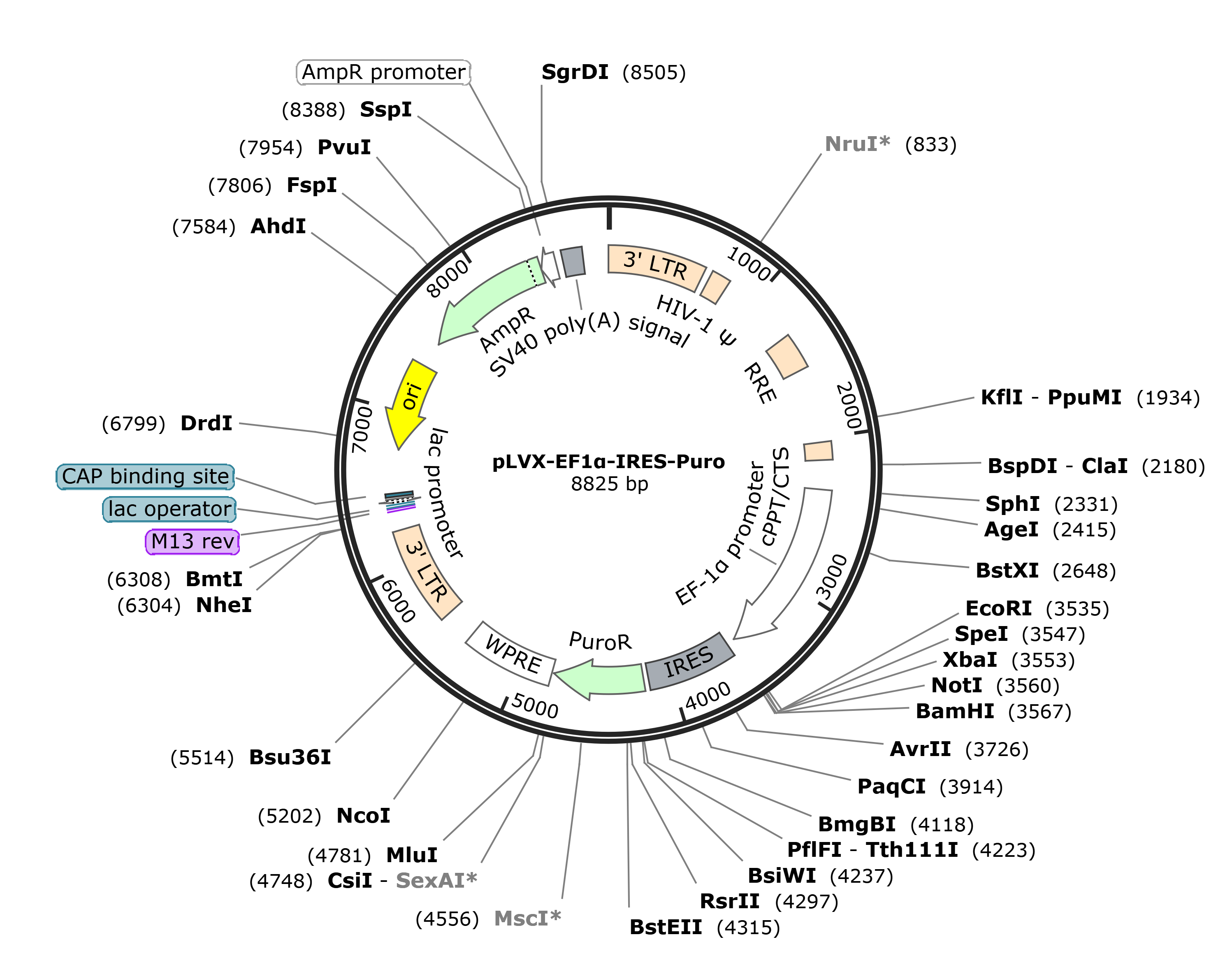 pLVX-EF1&amp;alpha;-IRES-Puro