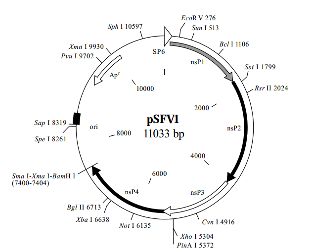 pSFV1质粒