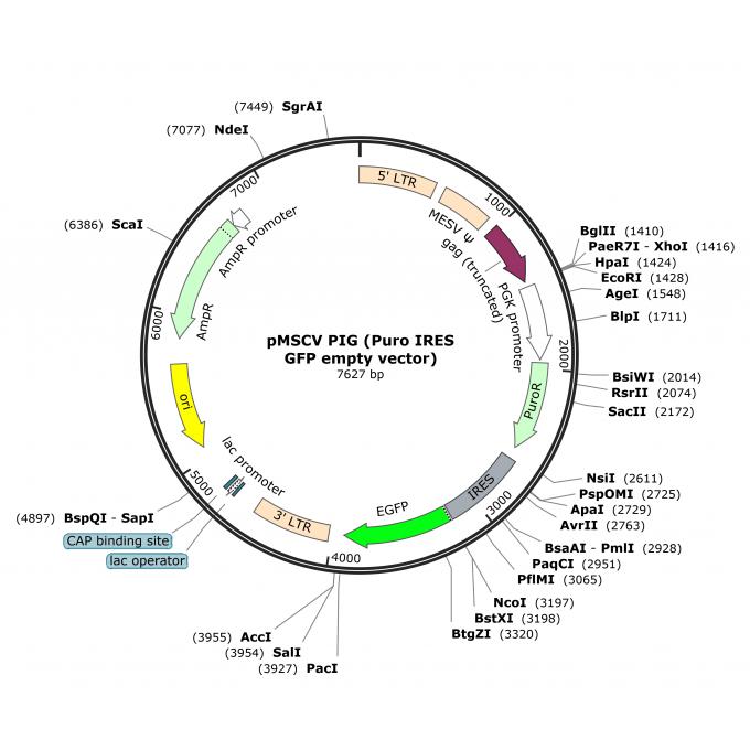 pMSCV PIG (Puro IRES GFP empty vector)