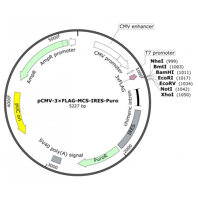 pCMV-3&times;FLAG-MCS-IRES-Puro