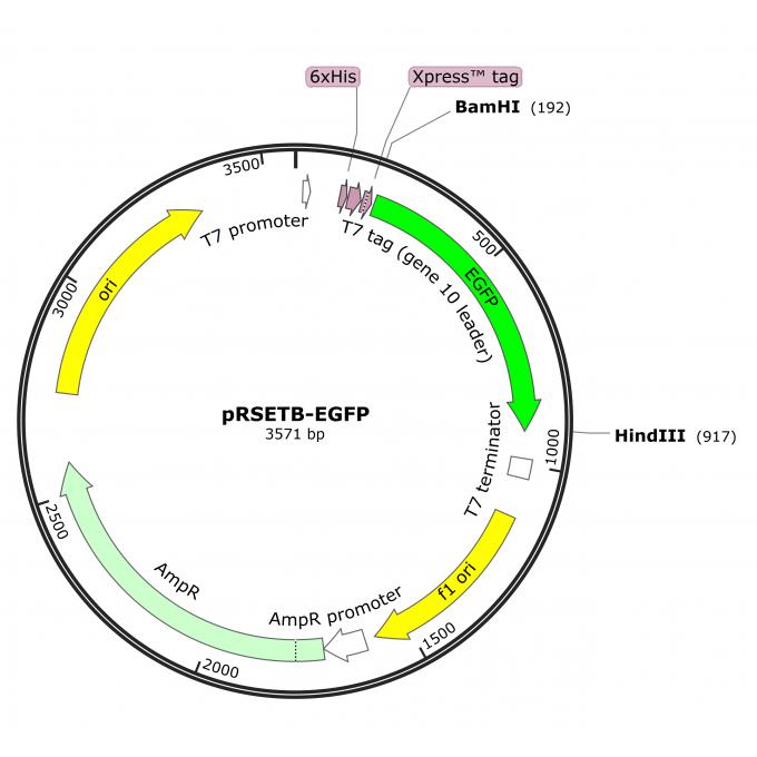 pRSETB-EGFP大肠绿色荧光表达质粒
