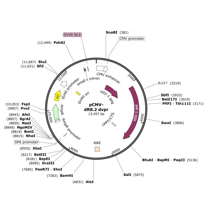 pCMV-dR8.2 dvpr