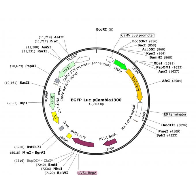 EGFP-Luc-pCambia1300