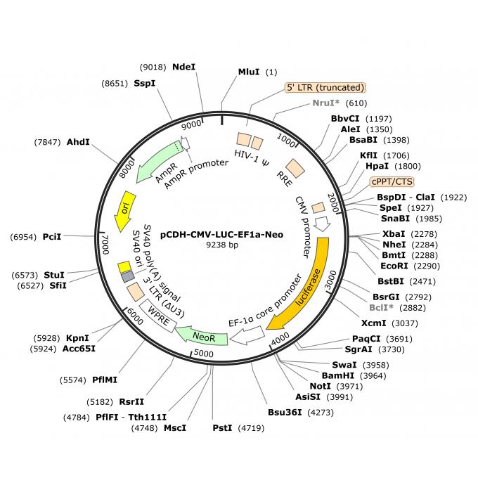 pCDH-CMV-LUC-EF1a-Neo