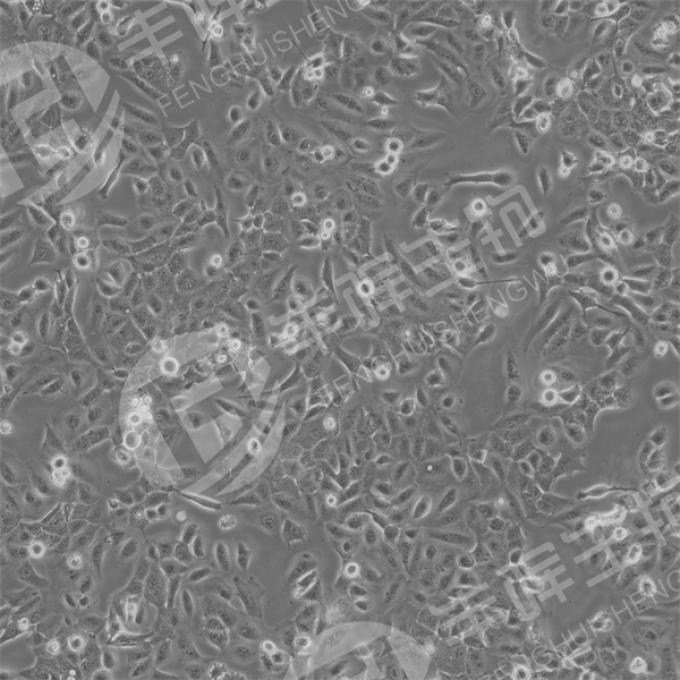 DU145细胞（人前列腺癌细胞）
