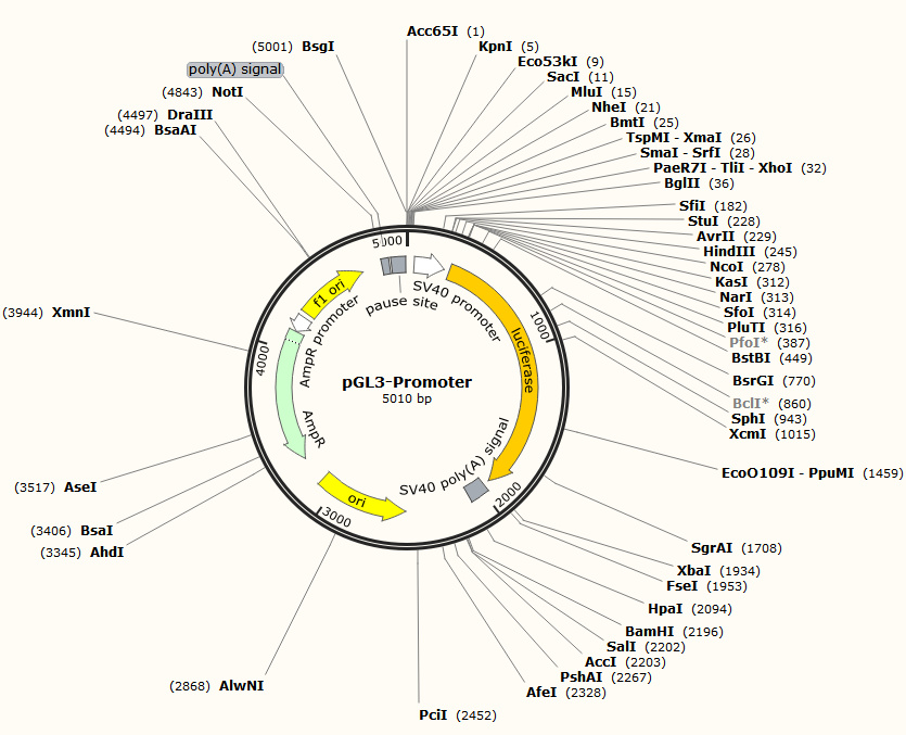 pGL3-Promoter