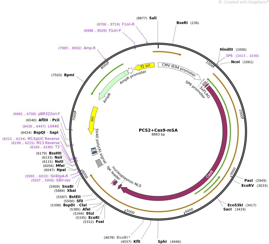 PCS2+Cas9-mSA