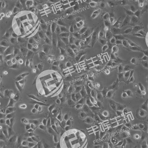 IPEC-J2细胞（猪小肠上皮细胞）