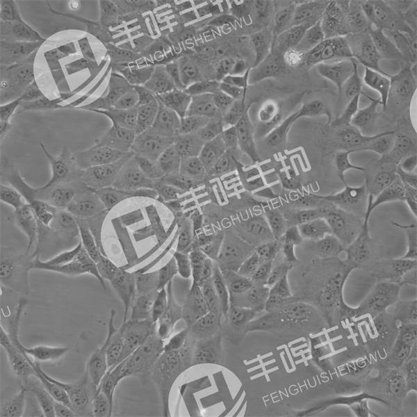 MDCK细胞（狗肾细胞）