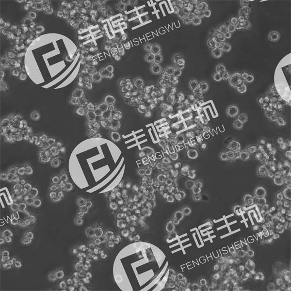 NR8383细胞（大鼠肺泡巨噬细胞）