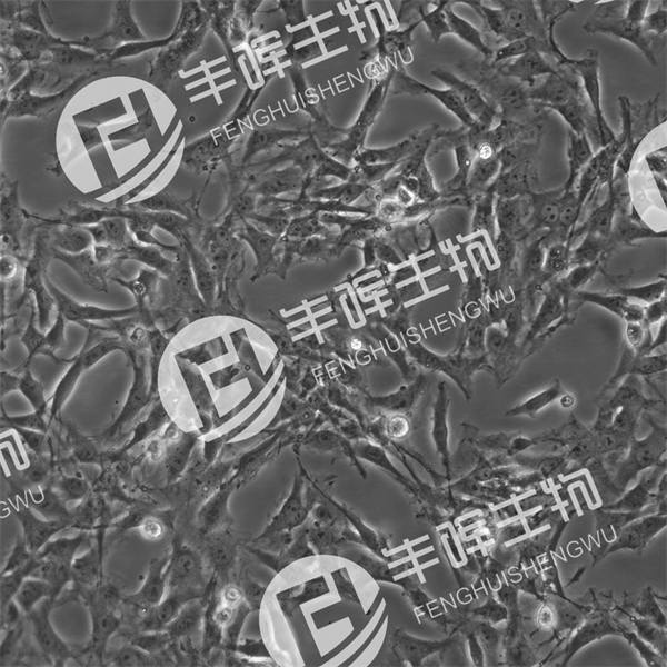 OLN-93细胞（大鼠胶质细胞）