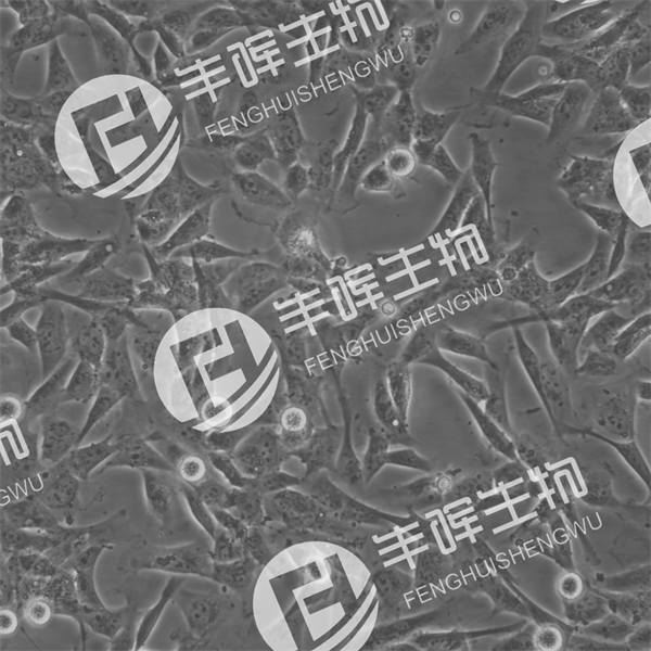 AC16细胞（人心肌细胞）