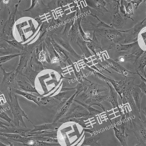 HDF-1A细胞（成人真皮成纤维细胞）
