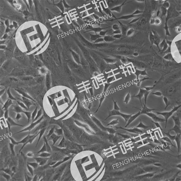 SK-N-SH细胞（人神经母细胞瘤细胞）