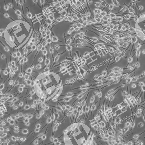 RBL-2H3细胞（大鼠嗜碱性粒细胞性白血病细胞）