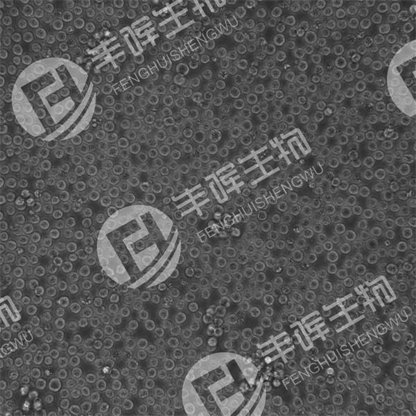 L1210细胞（小鼠淋巴白血病细胞）