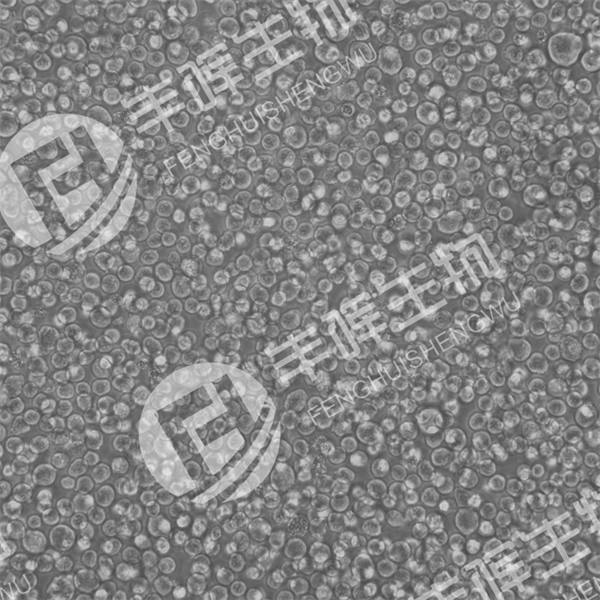 C1498细胞（小鼠白血病细胞）
