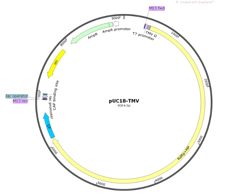 pUC18-TMV 