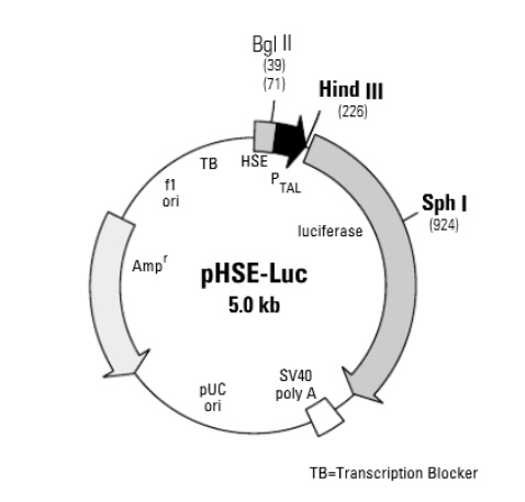 pHSE-Luc