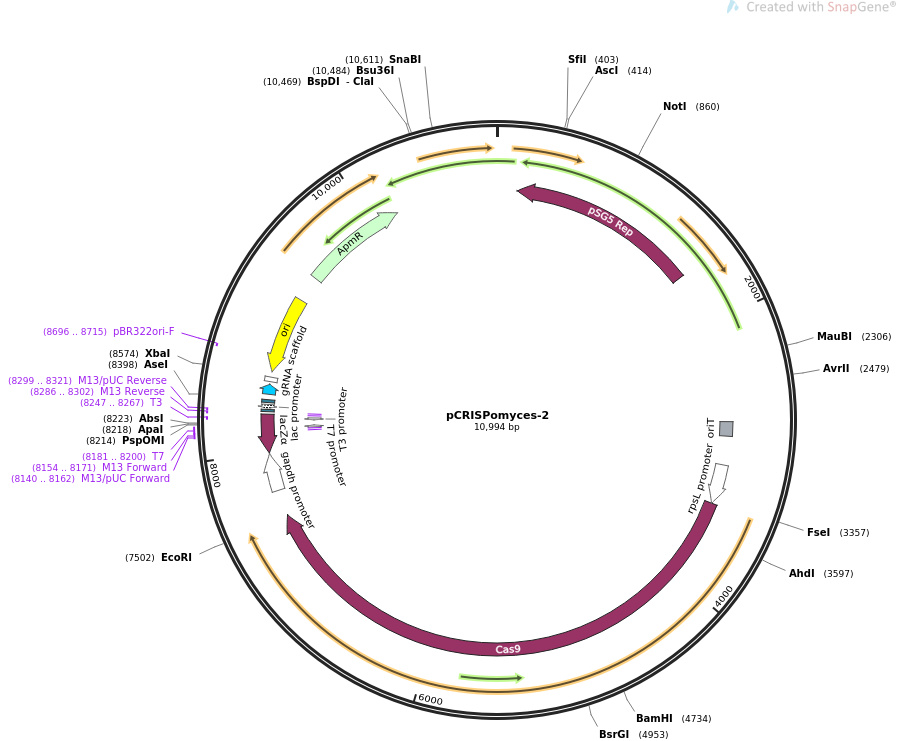 pCRISPomyces-2 