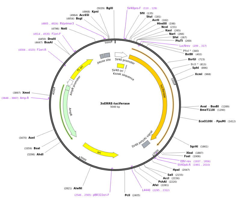 3xERRE-luciferase