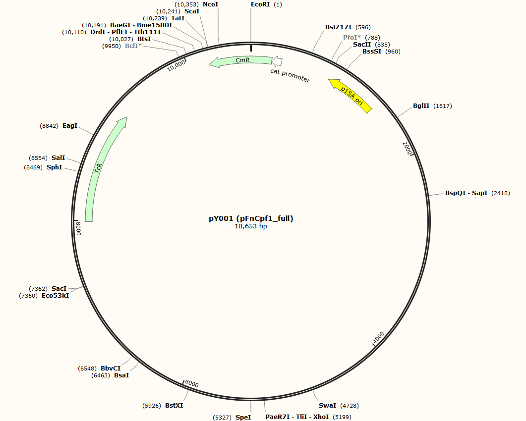 pY001 (pFnCpf1_full)