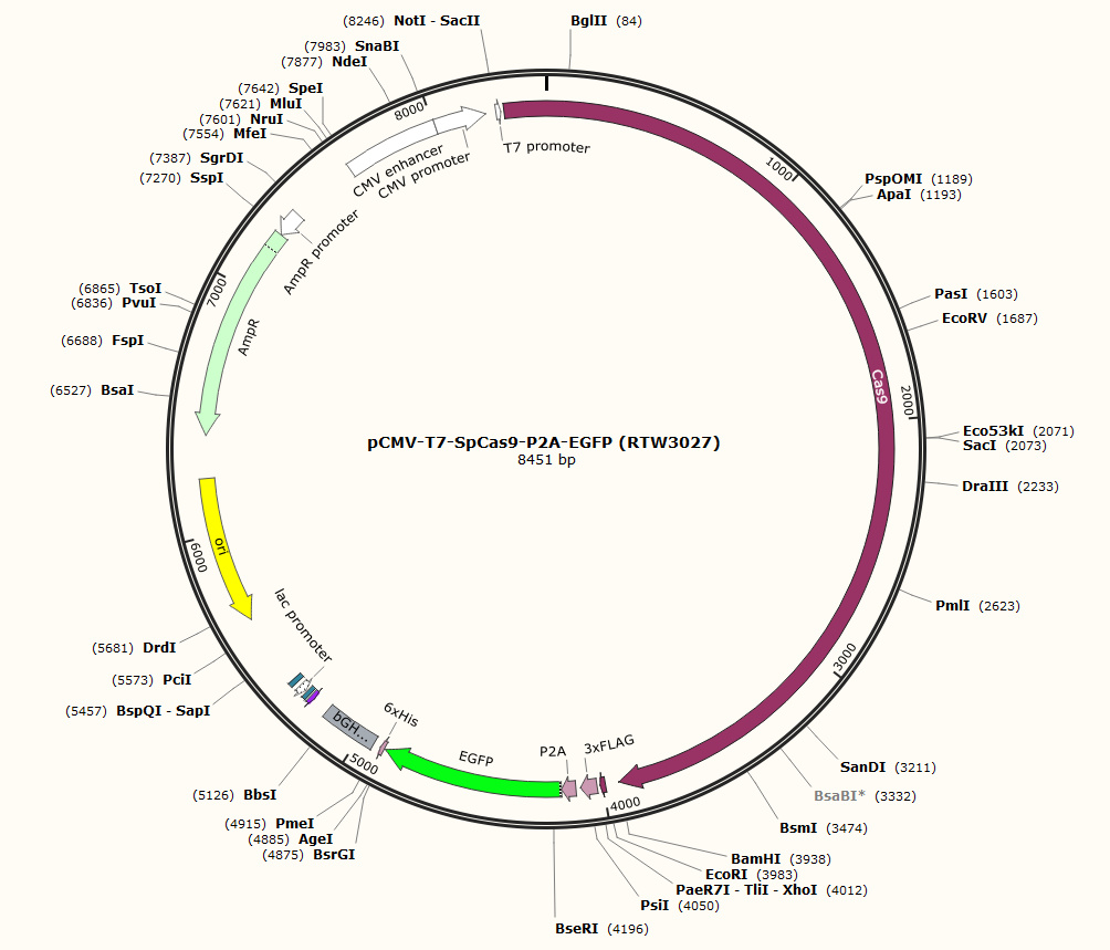 pCMV-T7-SpCas9-P2A-EGFP (RTW3027)