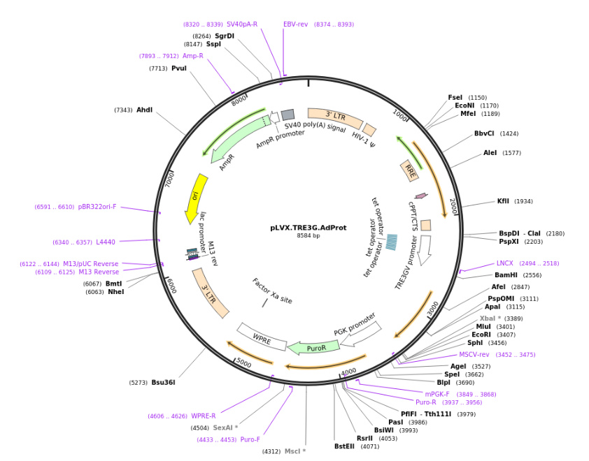 pLVX.TRE3G.AdProt